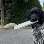 Slider: Zimmerei in Uelzen und Rosche, Unser Stellenangebot für jobsichende begesterte Zimmerleite, Hund, unser Teamgeist Slider: Zimmerei in Uelzen und Rosche, Unser Stellenangebot für jobsichende begesterte Zimmerleite, Hund, unser Teamgeist